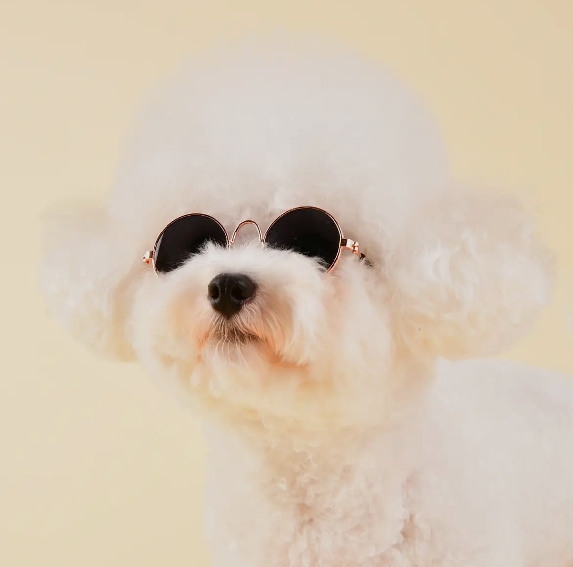 BASHES. Sunglasses Pet Sunglasses